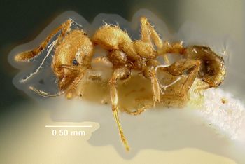 Media type: image; Entomology 29032